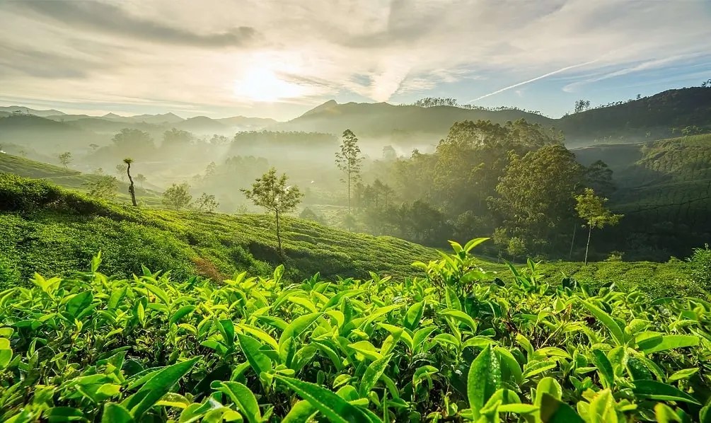 Madurai to Munnar tea estate holiday package