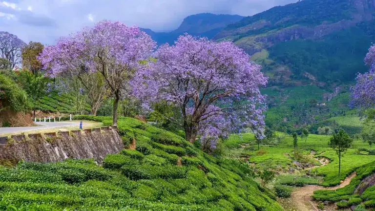 Tea estates in the hills of Munnar, Kerala